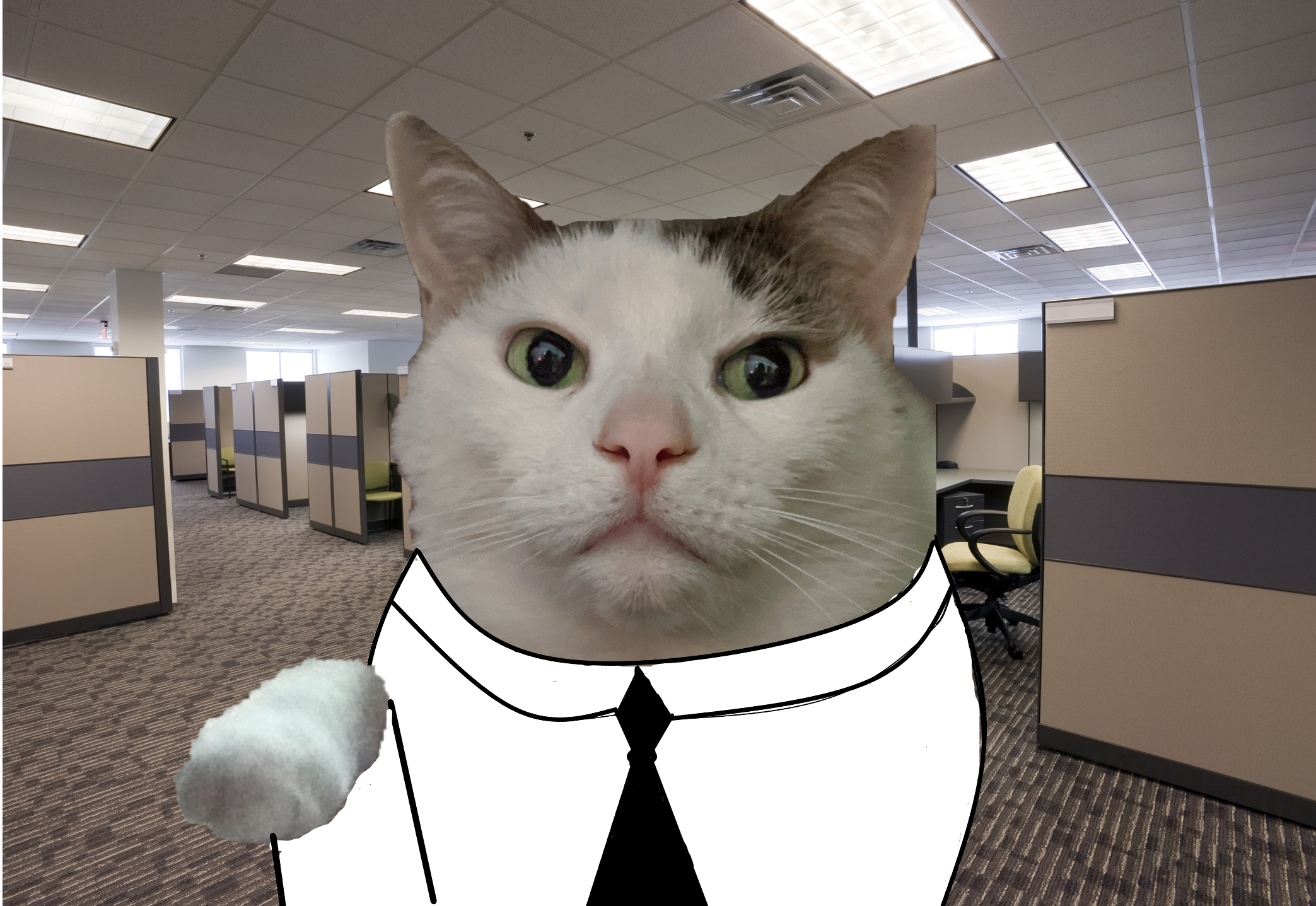 of a cat in an office